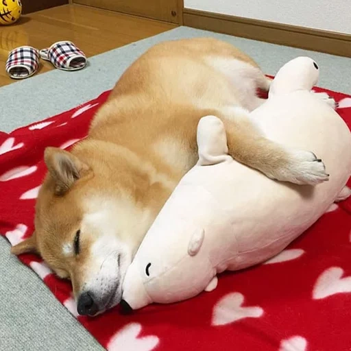 shiba inu, siba inu, shiba inu, die rasse von siba ist, shibas hund