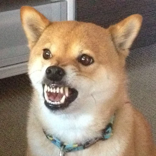 siba inu, shiba inu, evil doge, the evil shiba is, the breed of siba is