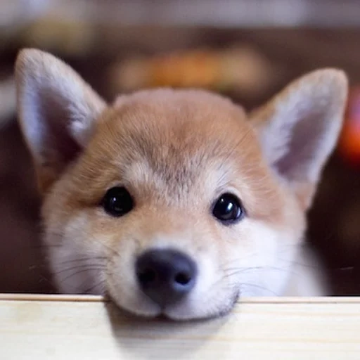 shiba inu, shiba inu, shiba inu hund, sibas welpen, welpen akita inu