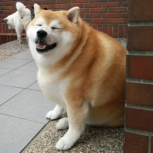 shiba inu, fett shibe, der hund ist astemir, fett akita inu, akita ist fett