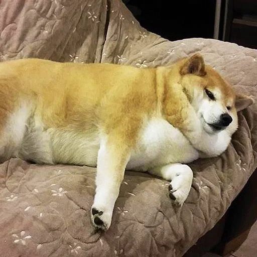 shiba inu, shiba inu, a raça akita é, akita é um cachorro, akita é gorda