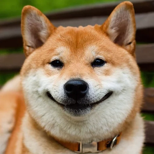 siba inu, shiba inu, siba ist eine rasse, siber rassenhund, akita und ein hund lächeln