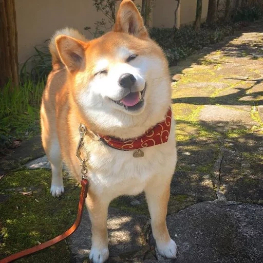 siba inu, dogikoin, anjing akita, akita siba inu, siba inu akita inu