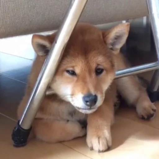 shiba, siba inu, shiba inu, cachorro de siba, cachorros de siba