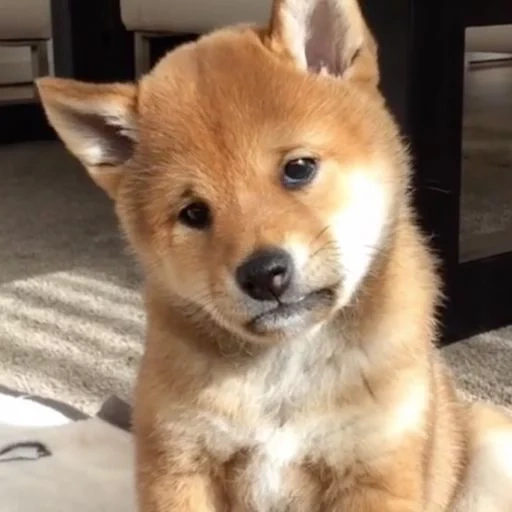 cani da legna, shiba inu, cani akita, cucciolo chai dog, cucciolo chai dog