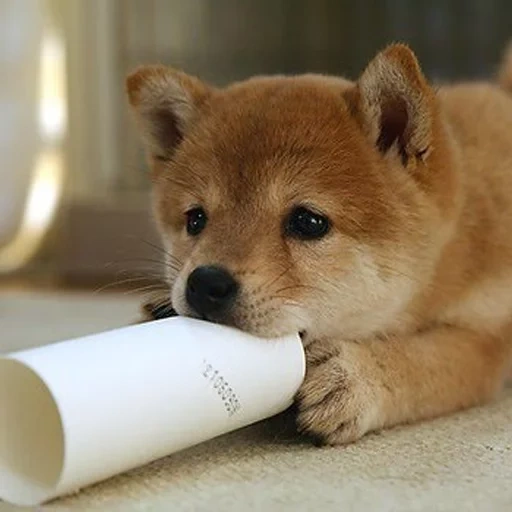 сиба-ину, шиба ину, shiba inu, акита ину, щенки сиба ину