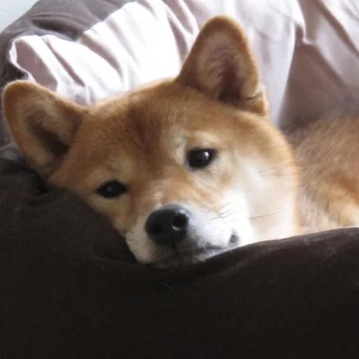 shiba inu, shiba inu, siba est un chiot, chien de shiba, race de shiba