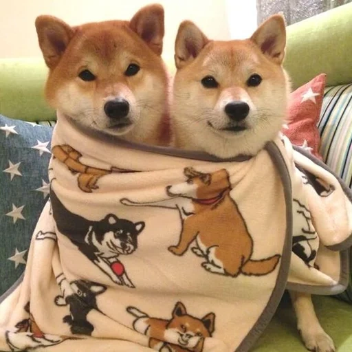 cani da legna, cani da legna, shiba inu, cani akita, chiba akita dog