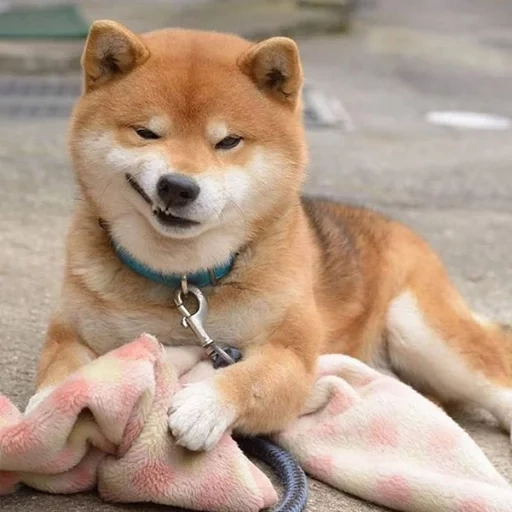 siba inu, shiba inu, siba shiba inu, der hund von siba inu, siba inu akita inu