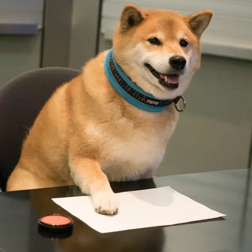 cani da legna, cani da legna, shiba inu, cani da legna, razza di cani seba