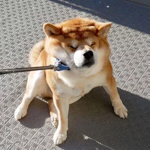 shiba, siba inu, siba inu, shiba inu, akita siba inu