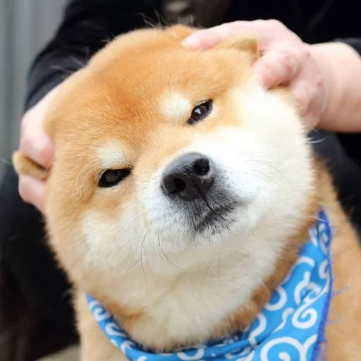 siba inu, shiba inu, siba dog, jenis siba adalah, anjing siba inu