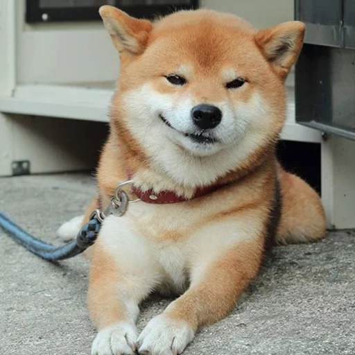 siba inu, shiba inu, akita inu, siba shiba inu, siba inu akita