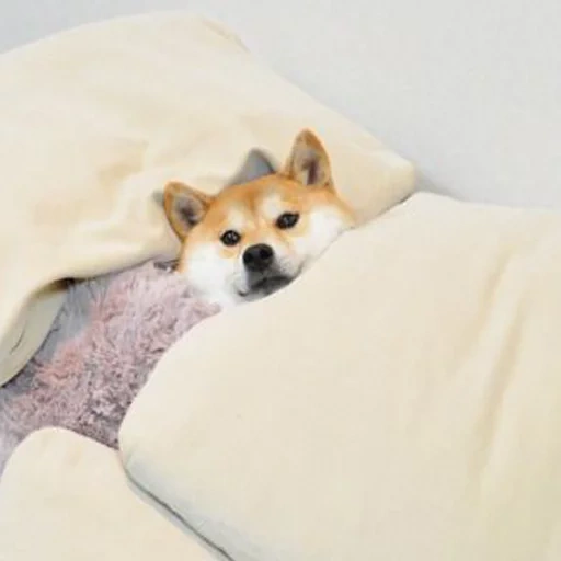 shiba inu, shiba inu, lit à chèques, chien shiba inu, akita siba inu