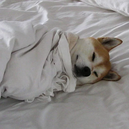 cane, cane che dorme, animali domestici, la mattina prima di andare al lavoro, welsh corgi cucciolo dorme