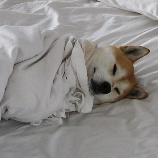 anjing, anjing tidur, hewan peliharaan, pagi sebelum bekerja, anak anjing velsh corgi tidur