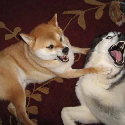 shiba inu, shiba inu, siba est en colère, akita siba inu, la race de siba est