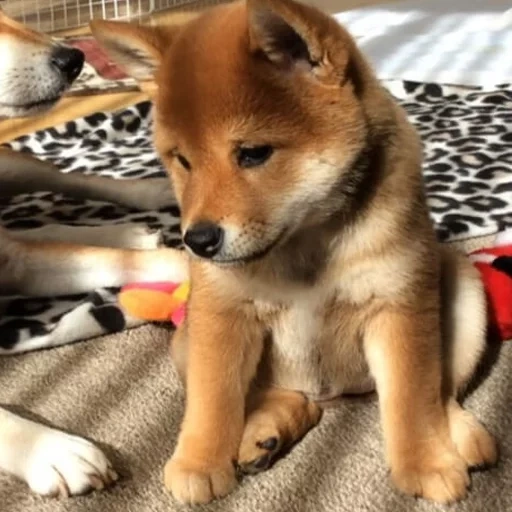 shiba, siba inu, shiba inu, akita hund, sibas welpen