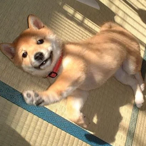 shiba, siba inu, shiba inu, shiba est un chiot, les chiots de siba