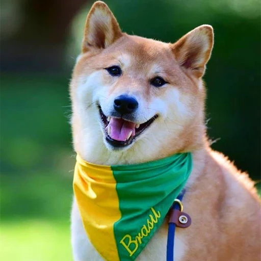 siba inu, shiba inu, shiba inu, siba akita, siba es una raza