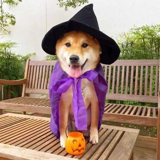 dogs, dog, the dog is a hat, halloween suit labrador
