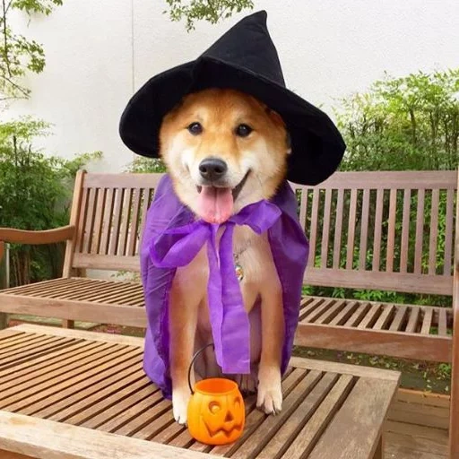 anjing, anjing, anjing itu topi, suit halloween labrador