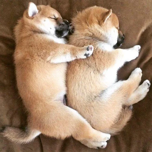 сиба-ину, shiba inu, щенки сиба ину, акита ину любовь, сиба ину акита ину