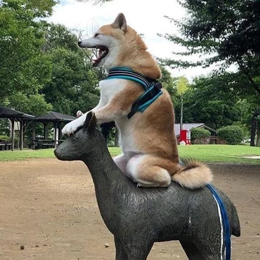 inu siba, siba inu un, cachorro akita, o cachorro de shiba, akita inu siba inu