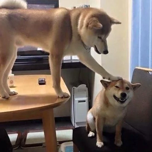 siba inu, shiba inu, shiba inu perro, cachorros akita inu, akita inu siba inu