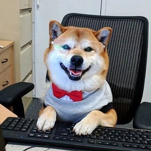 cani da legna, shiba inu, cane seba, cani da legna, razza di cani seba