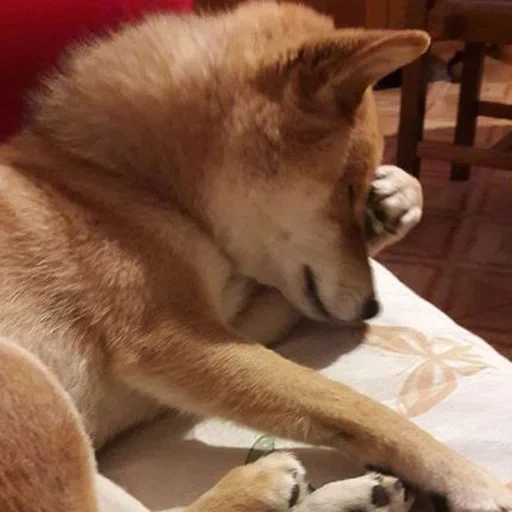 chien, siba inu, le chien de siba inu, akita est un chien, siba inu akita inu