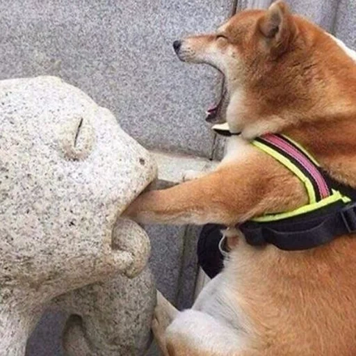 shiba inu, shiba inu, chienne de siba, le chien est la floraison, le chien de siba inu