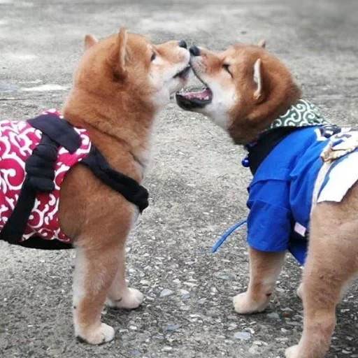 akita, shiba, shiba inu, shiba inu, o cachorro de shiba