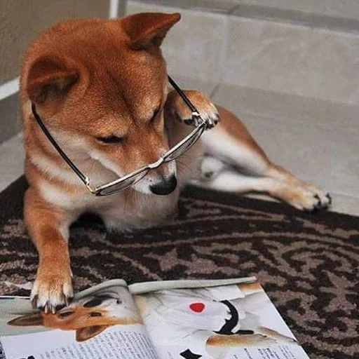 shiba inu, siba inu, shiba inu, siba dog, siba adalah seekor anjing