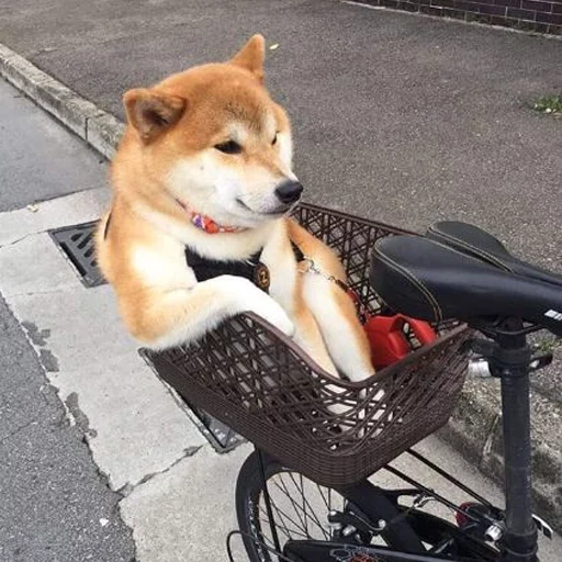 siba inu, shiba inu, chienne de siba, le chien de siba inu, race de chiens siba inu