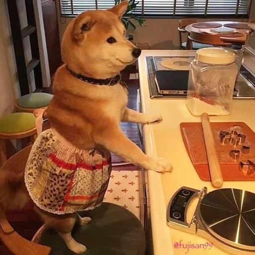 shiba inu, siba inu, shiba inu, siba inu akita inu, le chien est économique