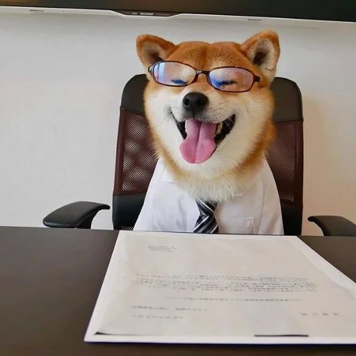 hund, siba inu, shiba inu, hund im büro, pesel ist hund