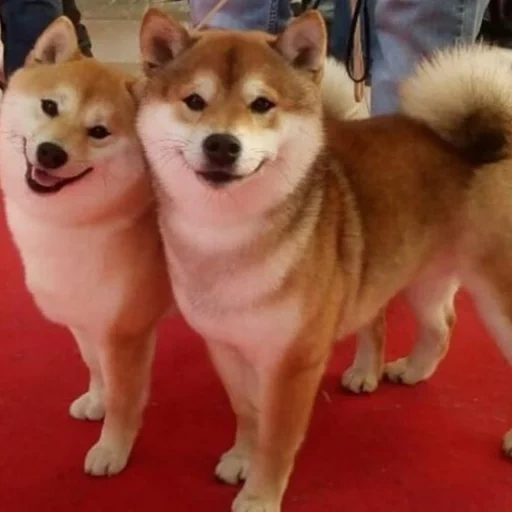 siba inu, shiba inu, akita siba inu, jenis siba adalah, siba inu akita inu