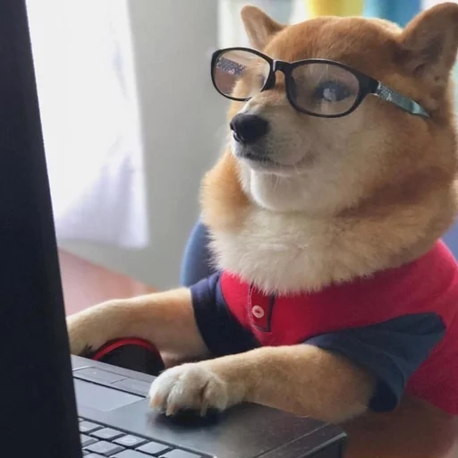 shiba inu, siba is a dog, the dog behind the computer