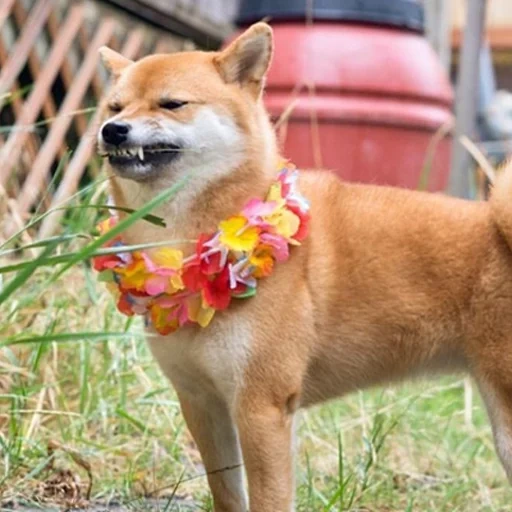 shiba inu, akita shiba, akita siba inu, akita shiba inu, siba inu akita inu