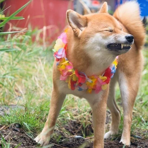 shiba inu, perro akita, akita siba inu, akita shiba inu, el perro de shiba