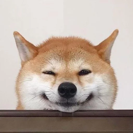 siba inu, shiba inu, siba marah, meme shiba inu, anjing shiba