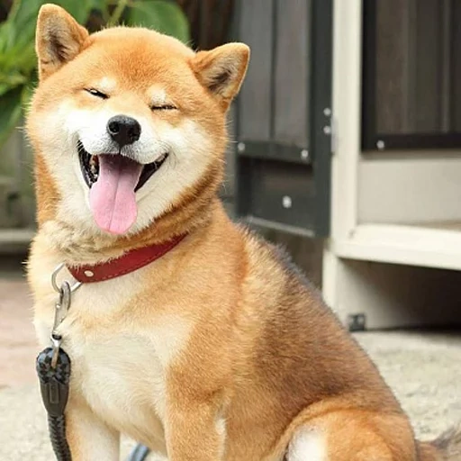 siba inu, shiba inu, shiba ist ein hund, hunderasse shiba inu, akita und ein hund lächeln
