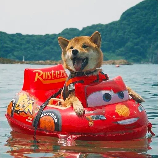 gli animali, shiba inu, bagnino corgi, animali divertenti, oleg romanovich berezuk