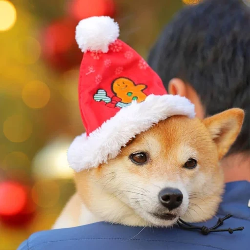 perro, el perro de shiba, el perro de siba inu, akita es año nuevo, raza de fiasco de perros