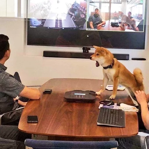 siba inu, shiba inu, anjing shiba inu, gamer anjing, siba adalah seekor anjing