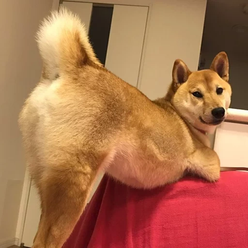 siba inu, shiba inu, shiba inu, die rasse von siba ist, siba inu akita inu