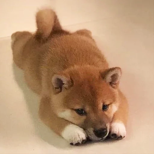 siba inu, shiba inu, mini siba inu, siba's puppies, siba inu akita inu