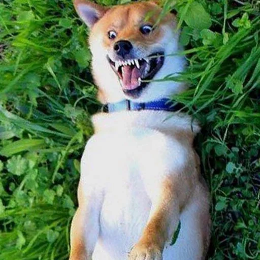 cão, siba inu, shiba inu, shiba inu, o cachorro de siba inu