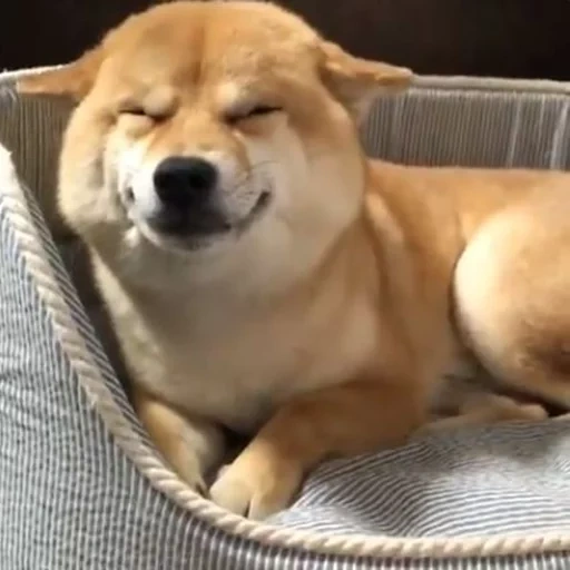 siba inu, shiba inu, shiba inu, akita et un sourire de chien, sourires de chien de la race de siba inu
